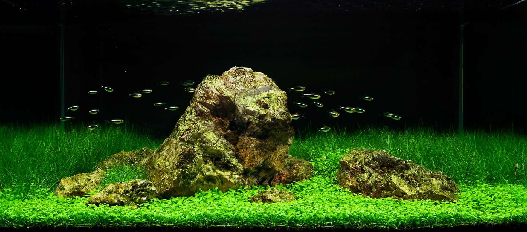 Luxury custom aquarium with plants and fish
